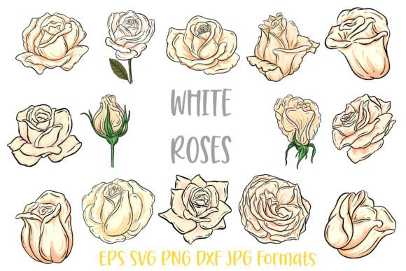 Download White Rose Flower Line Art Illustrations - Line art Collection